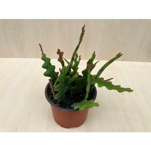 Epiphyllum anguliger