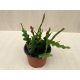 Epiphyllum anguliger
