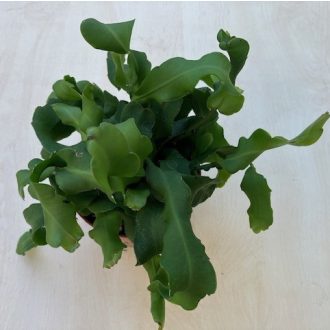 Epiphyllum guatemalense monstrousa