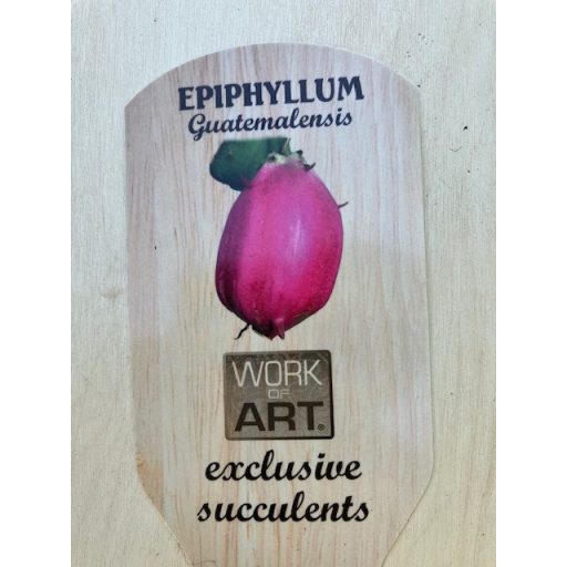 Epiphyllum guatemalense monstrousa