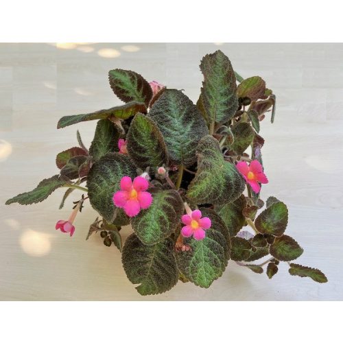 Episcia cupreata