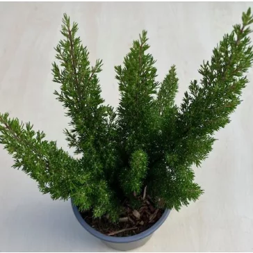 Erica arborea 