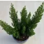 Erica arborea 