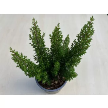 Erica arborea 
