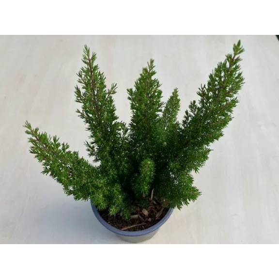 Erica arborea 