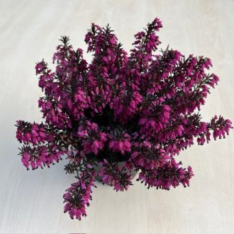 Erica carnea 