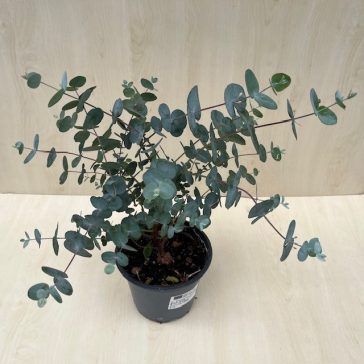 Eucalyptus cinerea 