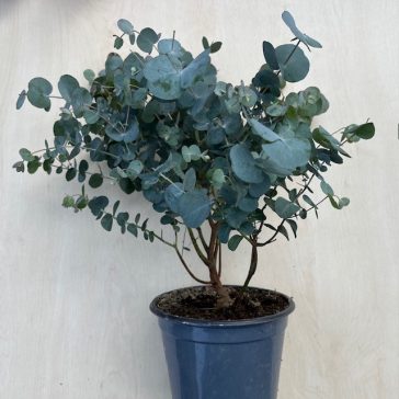 Eucalyptus cinerea 