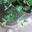 Eucalyptus gunnii
