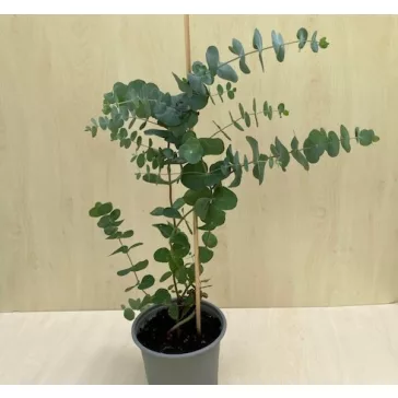 Eucalyptus gunnii