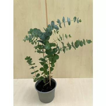 Eucalyptus gunnii