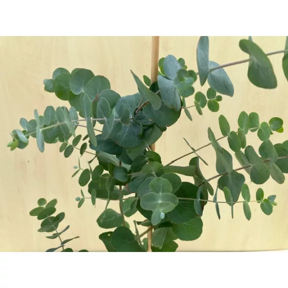 Eucalyptus gunnii Eucalyptus gunnii