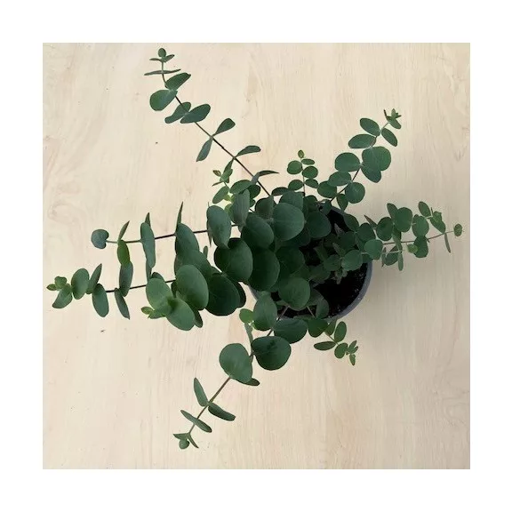 Eucalyptus pulverulenta 'Baby Blue' Eucalyptus pulverulenta 'Baby Blue'