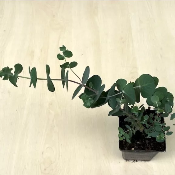 Eucalyptus pulverulenta 'Baby Blue' Eucalyptus pulverulenta 'Baby Blue'