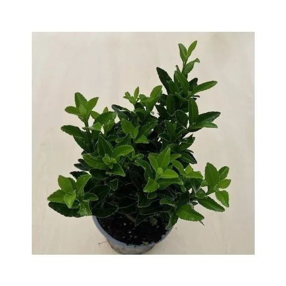 Euonymus japonicus 'Green spire' Euonymus japonicus 'Green spire'