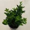 Euonymus japonicus 'Green spire'