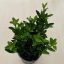 Euonymus japonicus 'Green spire'