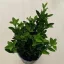Euonymus japonicus 'Green spire'