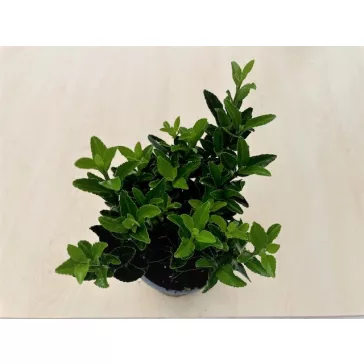 Euonymus japonicus 'Green spire'