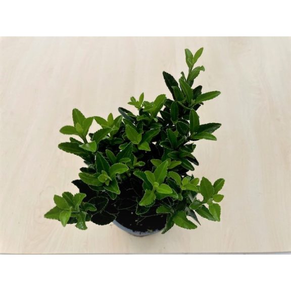 Euonymus japonicus 'Green spire'