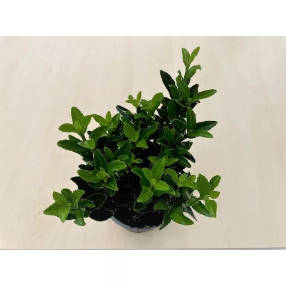 Euonymus japonicus 'Green spire' Euonymus japonicus 'Green spire'