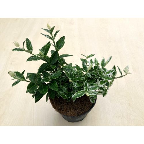 Euonymus fortunei 'Harlequin'