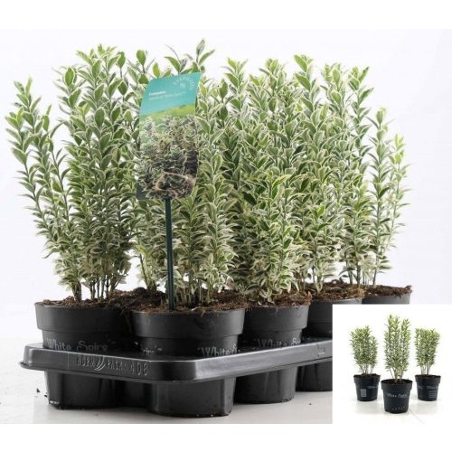 Euonymus japonicus 'White Spire'