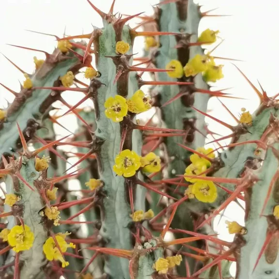 Euphorbia aeruginosa Euphorbia aeruginosa