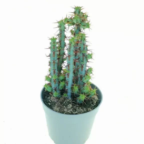 Euphorbia aeruginosa Euphorbia aeruginosa