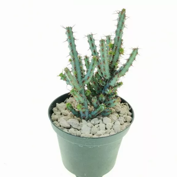 Euphorbia aeruginosa Euphorbia aeruginosa