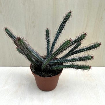 Euphorbia bajoensis