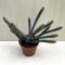 Euphorbia bajoensis