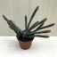 Euphorbia bajoensis
