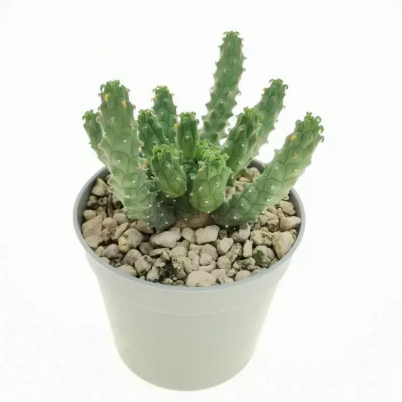 Euphorbia inermis Euphorbia inermis