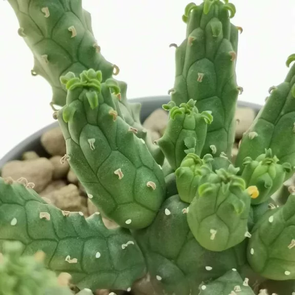 Euphorbia inermis Euphorbia inermis