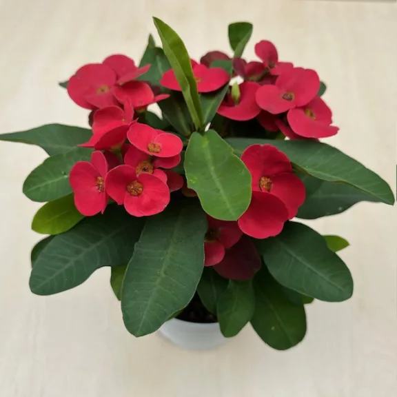 Euphorbia milli maxi Cardinal Euphorbia milli maxi Cardinal