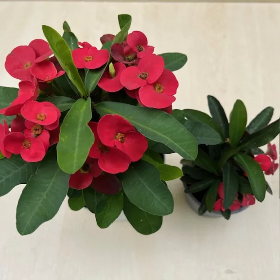 Euphorbia milli maxi Cardinal Euphorbia milli maxi Cardinal
