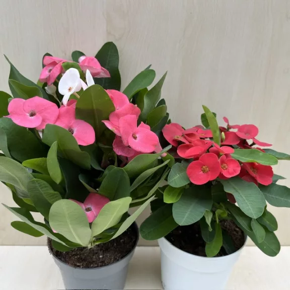 Euphorbia milli maxi Cardinal Euphorbia milli maxi Cardinal