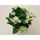 Euphorbia milli maxi Hermes