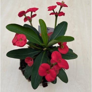 Euphorbia milli maxi 