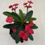 Euphorbia milli maxi 