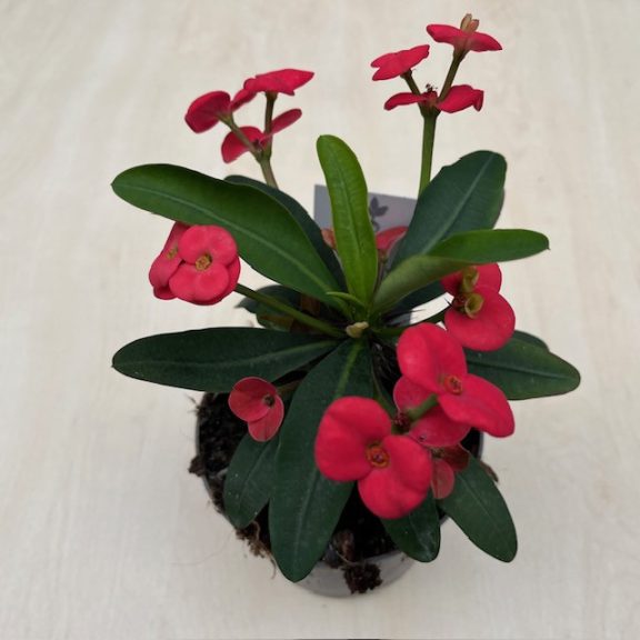 Euphorbia milli maxi 