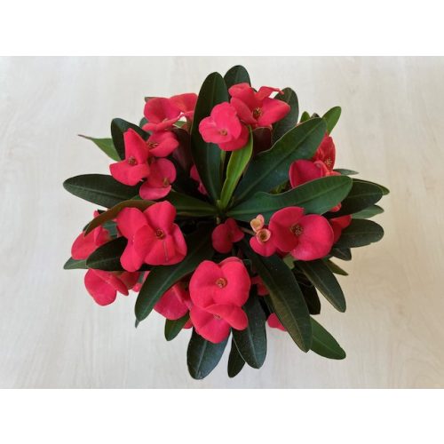 Euphorbia milli maxi Olympia