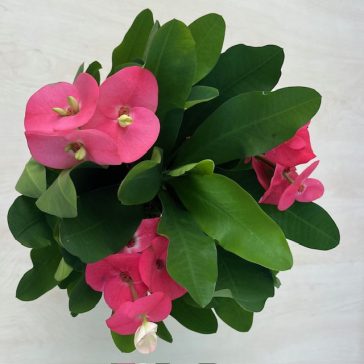 Euphorbia milli maxi Tiara Chalotte Rose