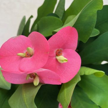 Euphorbia milli maxi Tiara Chalotte Rose