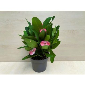 Euphorbia milli maxi Tiara Chalotte Rose