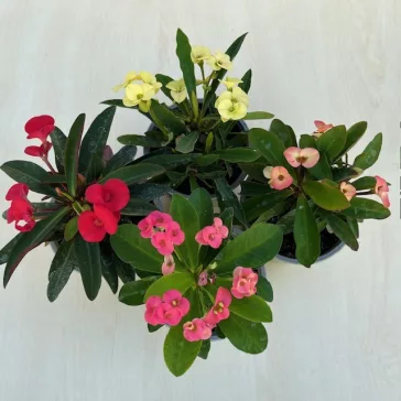 Euphorbia milli