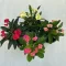 Euphorbia milli