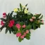 Euphorbia milli
