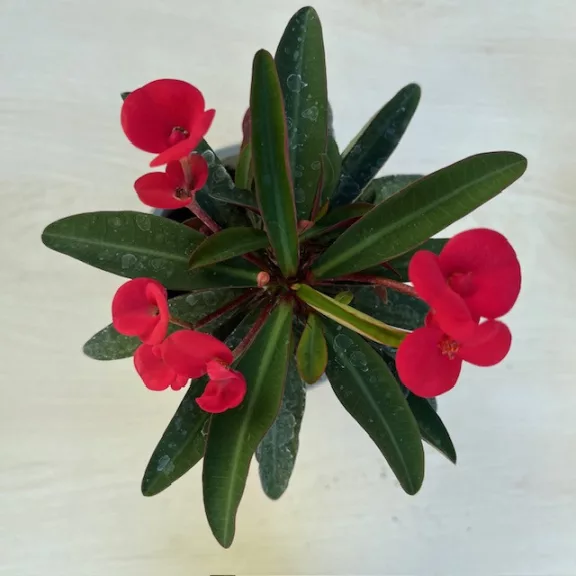 Euphorbia milli Euphorbia milli